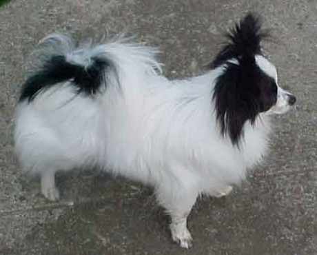 papillon_01_puppies_for_sale.jpg