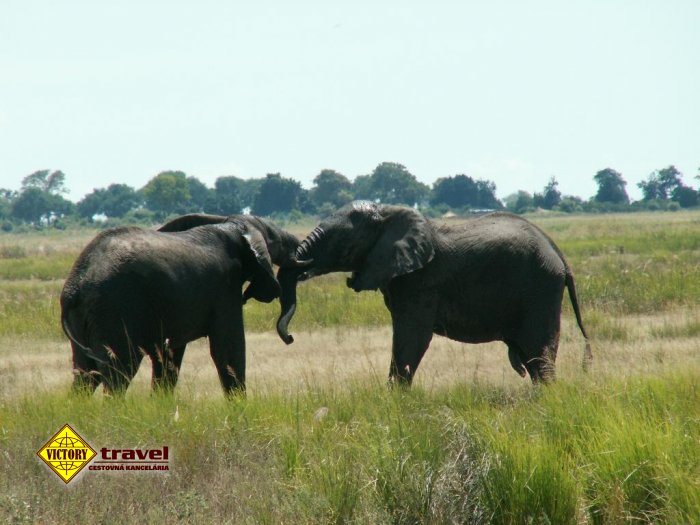 447t4_jar,-namibia,-botswana,-zimbabwe---slony-v-chobe.jpg